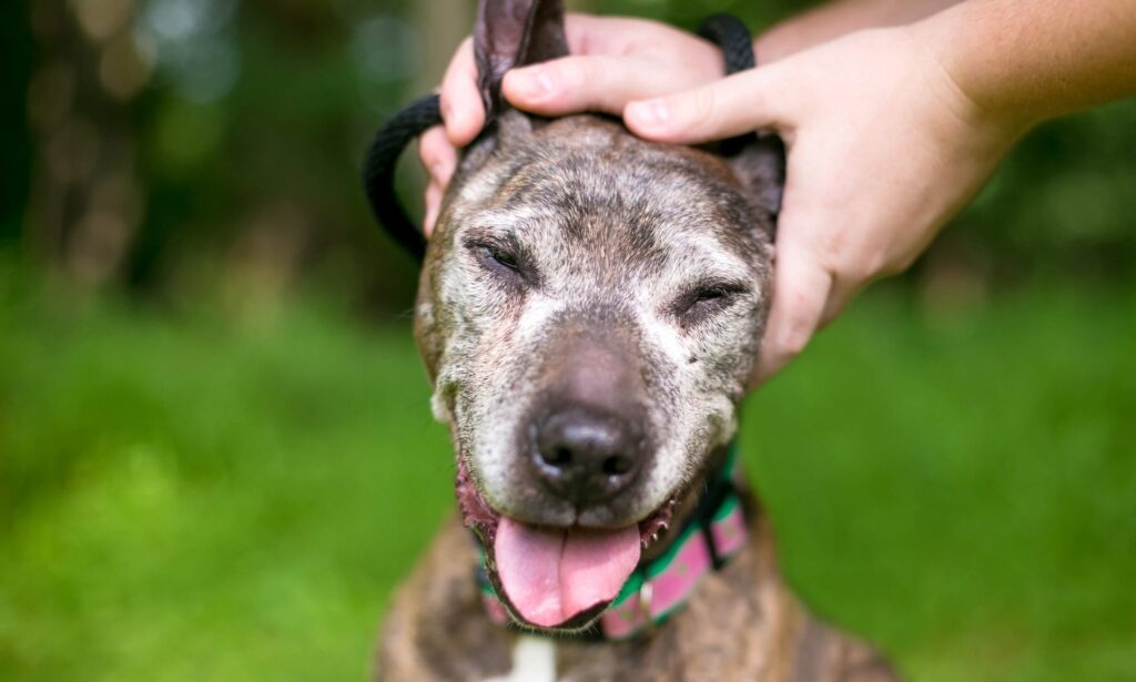 Senior Dog Care: 12 Tips To Keep Your Aging Dog Healthy and Happy