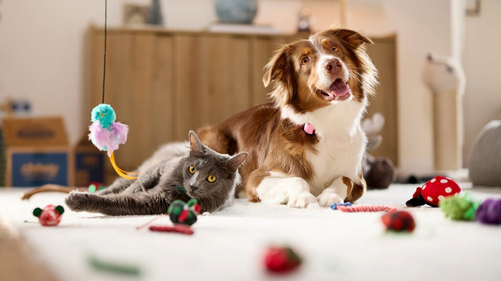 What Is Pet Insurance? What Every Pet Parent Needs To Know