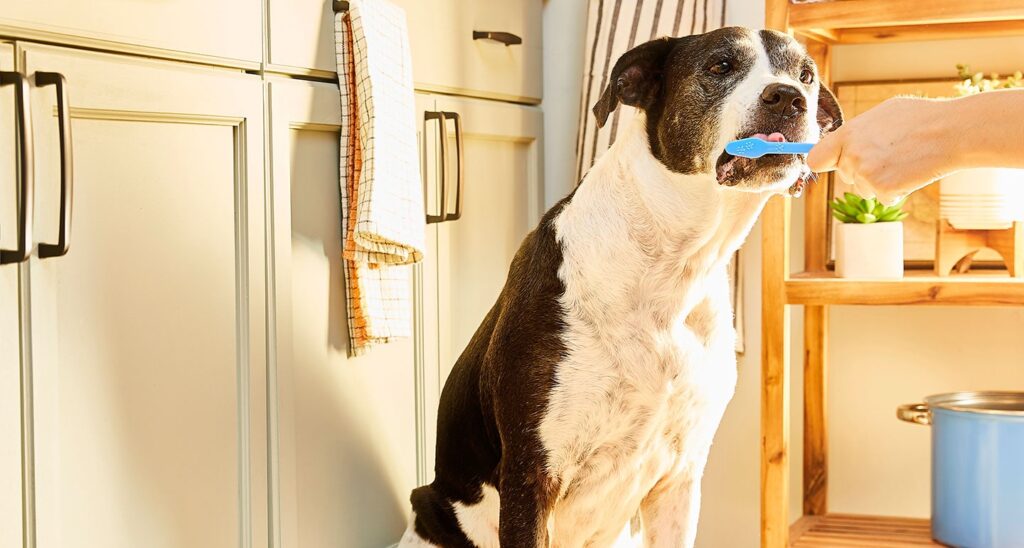 Dog Dental Care: 7 Ways To Keep Your Dog’s Teeth Clean